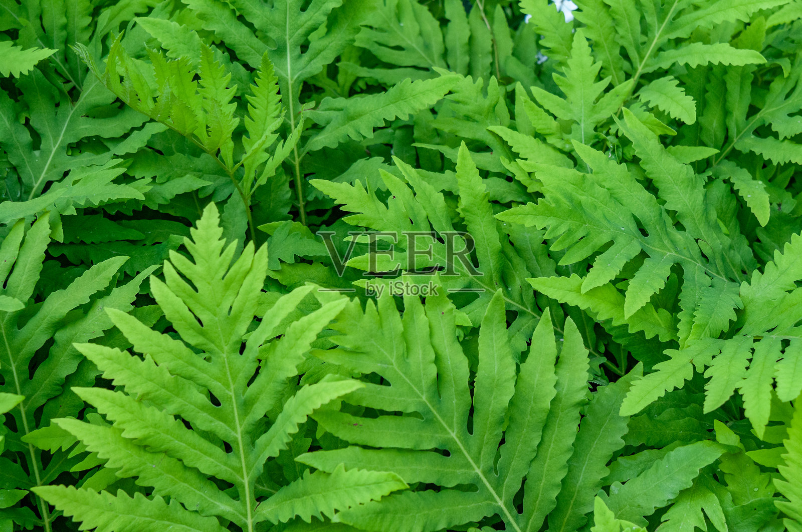 蕨类植物叶子的背景照片摄影图片