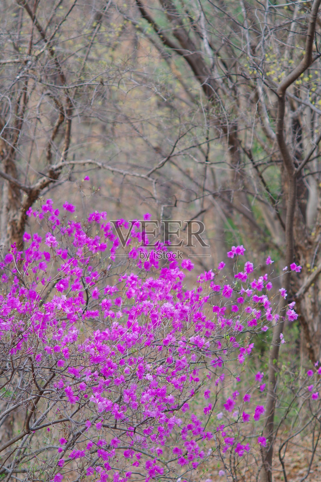 早春的杜鹃花照片摄影图片