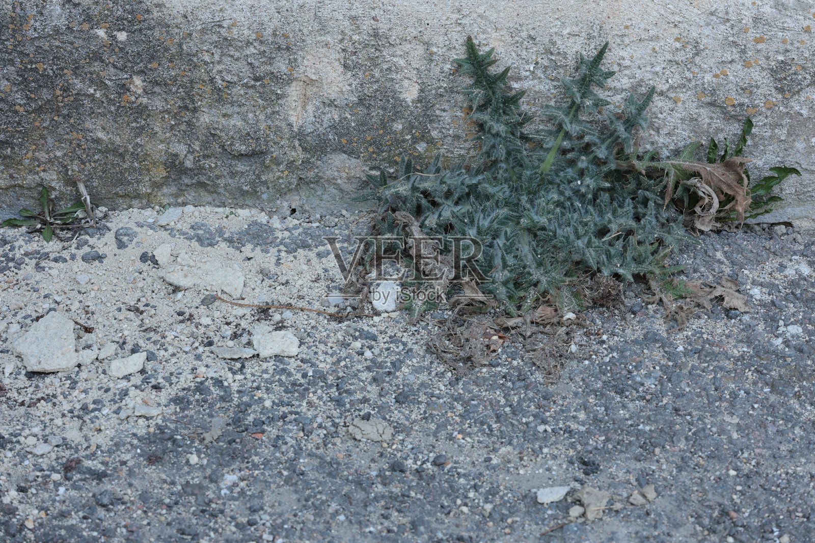 长满荆棘杂草的墙壁，旁边是一栋维护不善的房子，周围是瓦砾、石头和残留的灰泥。照片摄影图片