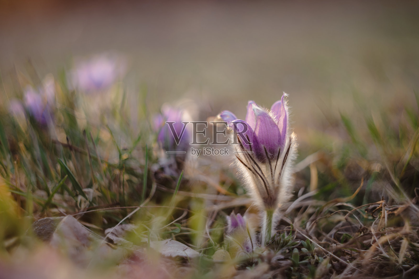 春天和春季的花朵在雨中。自然草地上盛开的美丽花朵。小鸢尾花与阳光以及自然色彩的背景。（大鸢尾）照片摄影图片