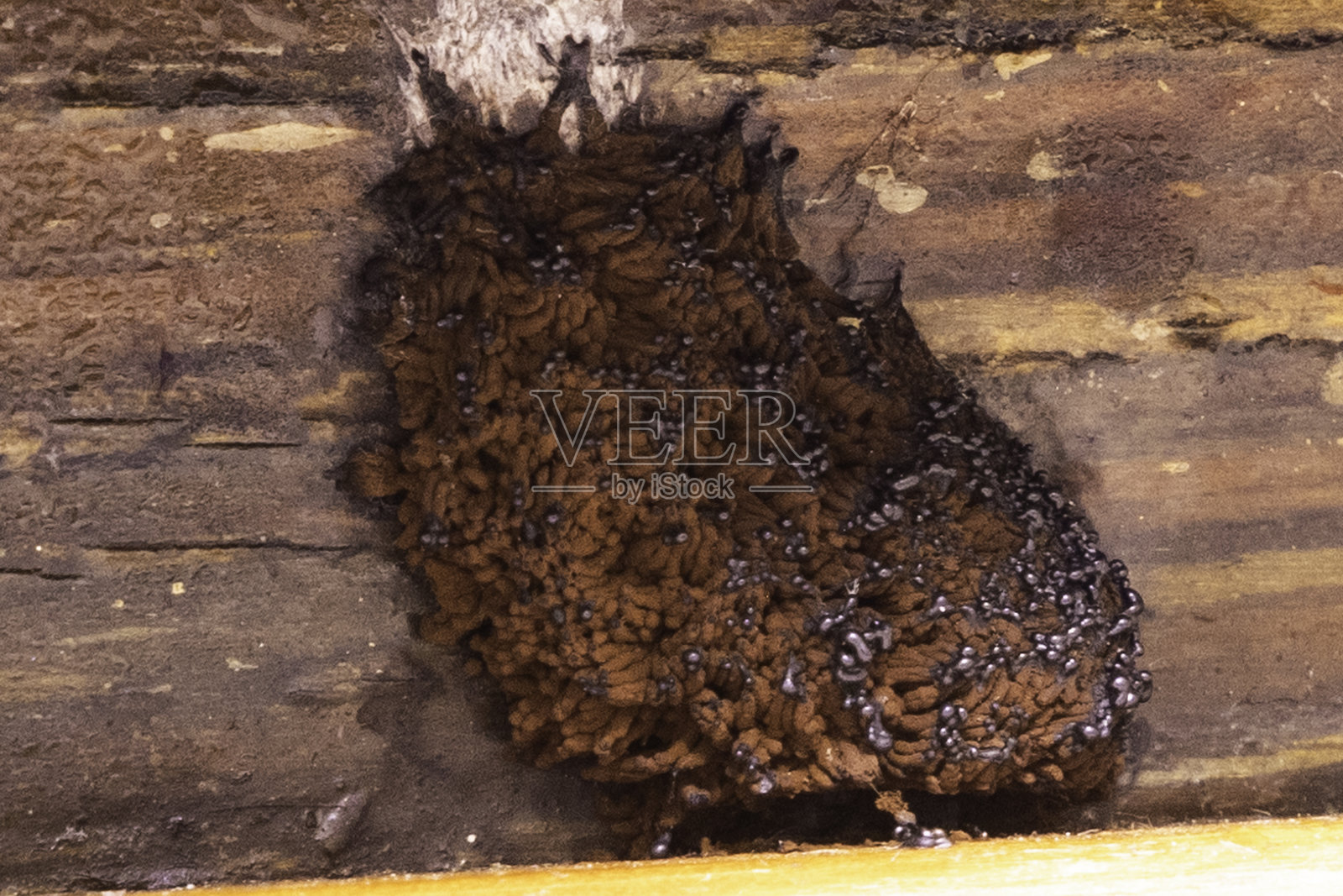 泪蛇木霉 - 生长在木材表面的木材腐朽真菌 - 木材真菌的特写照片摄影图片