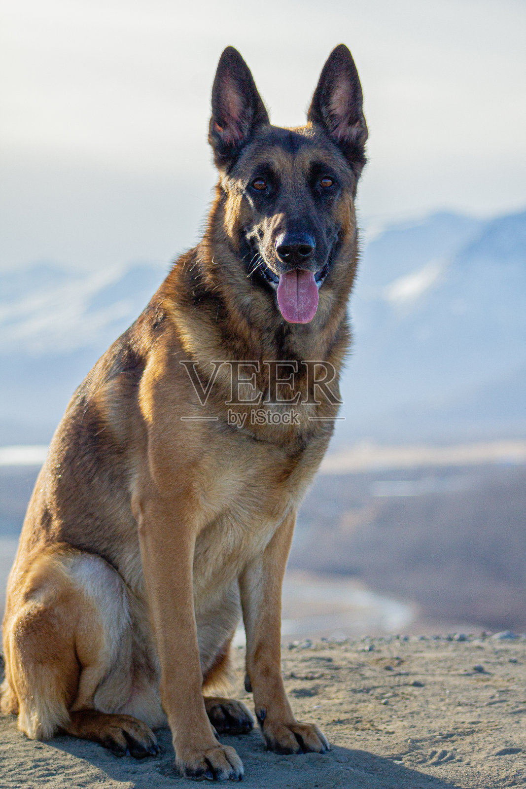 狗与美景照片摄影图片