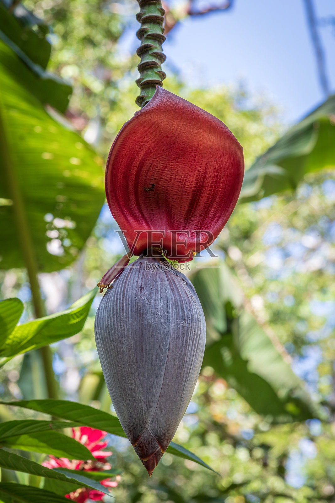 香蕉植物的雄花和红色苞片照片摄影图片