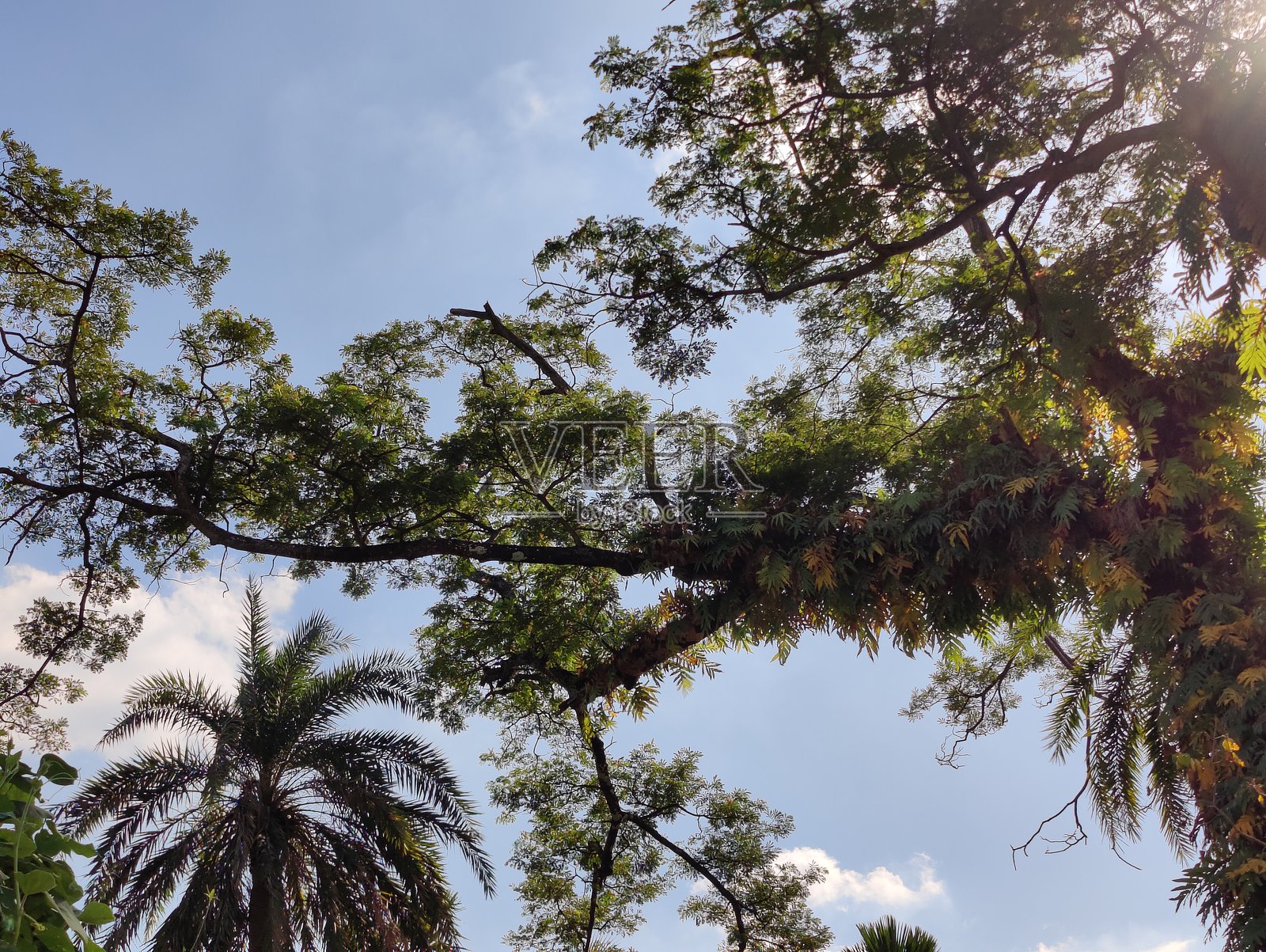 美丽的植物摄影，自然壁纸。绿色的叶子，阳光明媚的日子里的树木。照片摄影图片