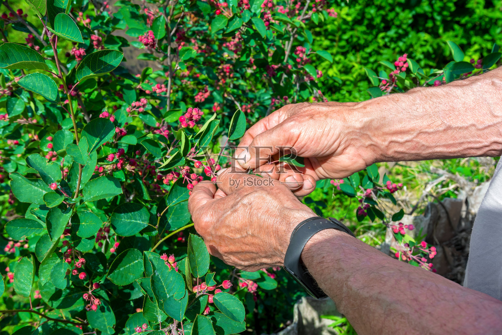 一位年长的园丁在他的花园里采摘伊尔吉浆果。照片摄影图片