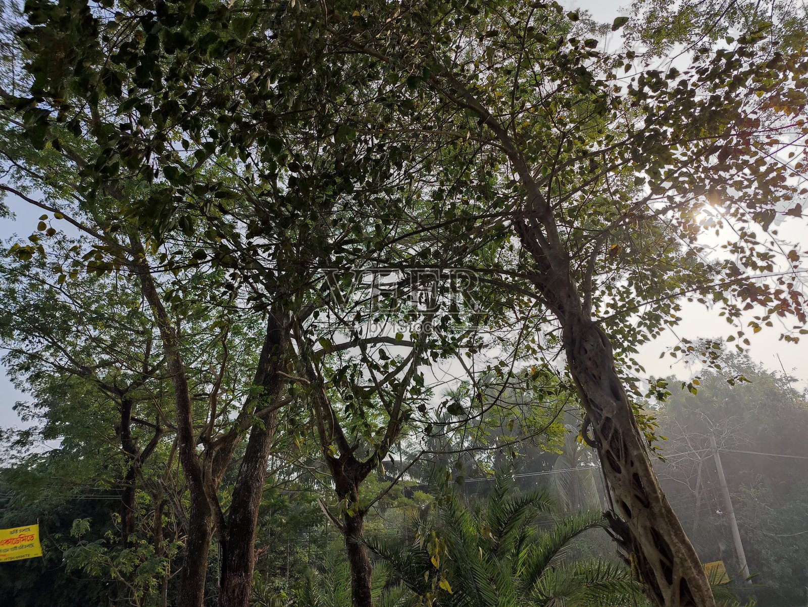 孟加拉国村庄中美丽的绿色树木和蓝天照片摄影图片