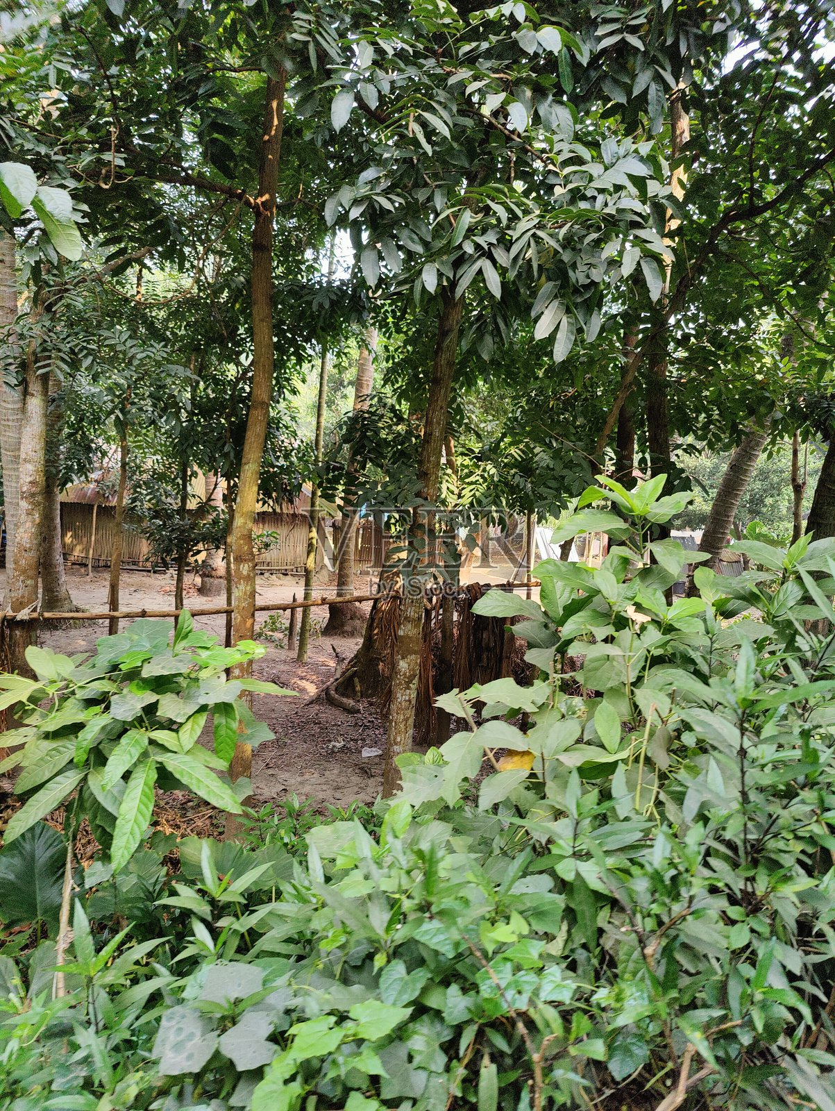 美丽的植物摄影，自然壁纸。绿色叶子，乡村文化。照片摄影图片