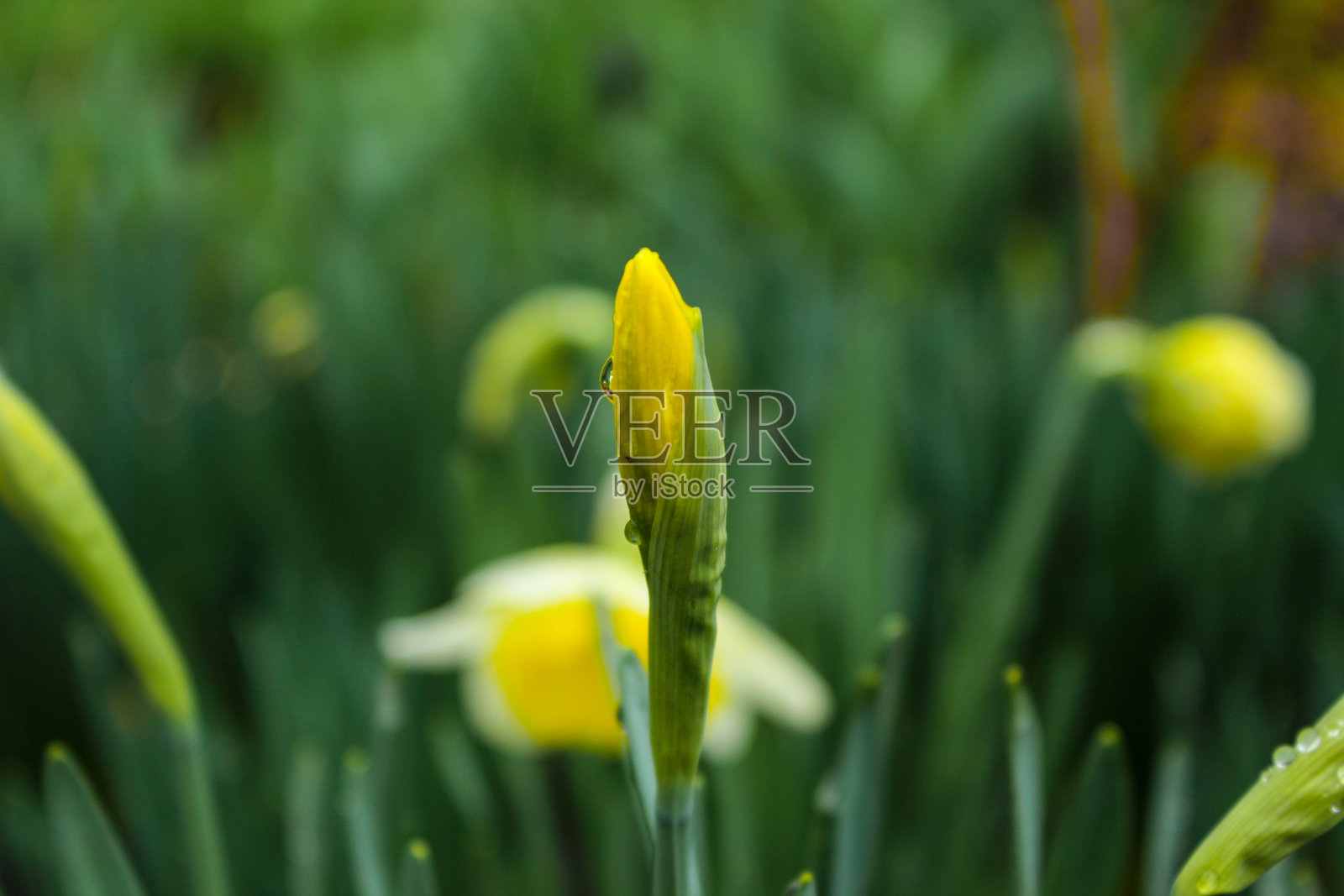 美丽的水仙花在春雨绵绵的日子里盛开在花园中照片摄影图片