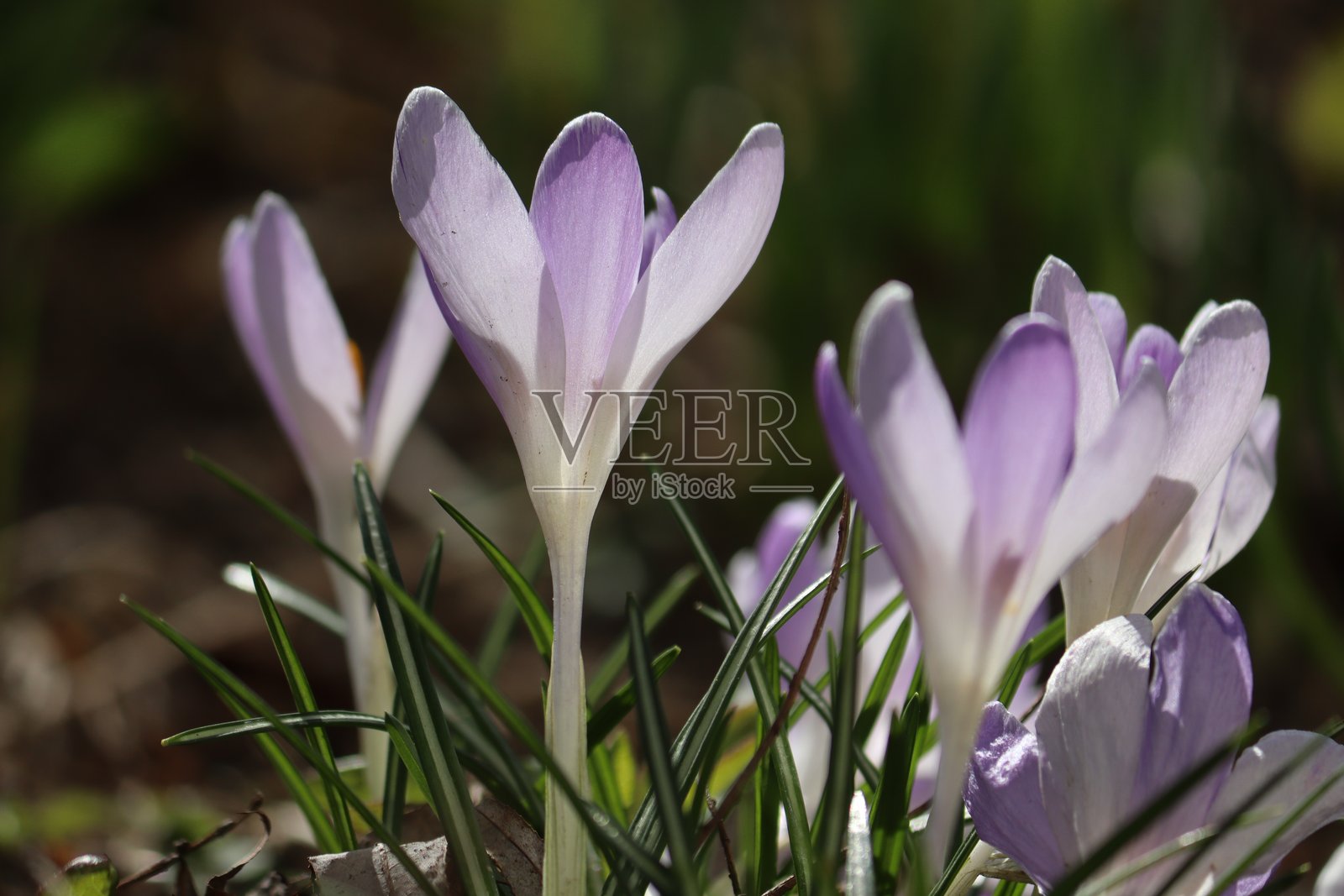 春季花园中的紫色番红花照片摄影图片
