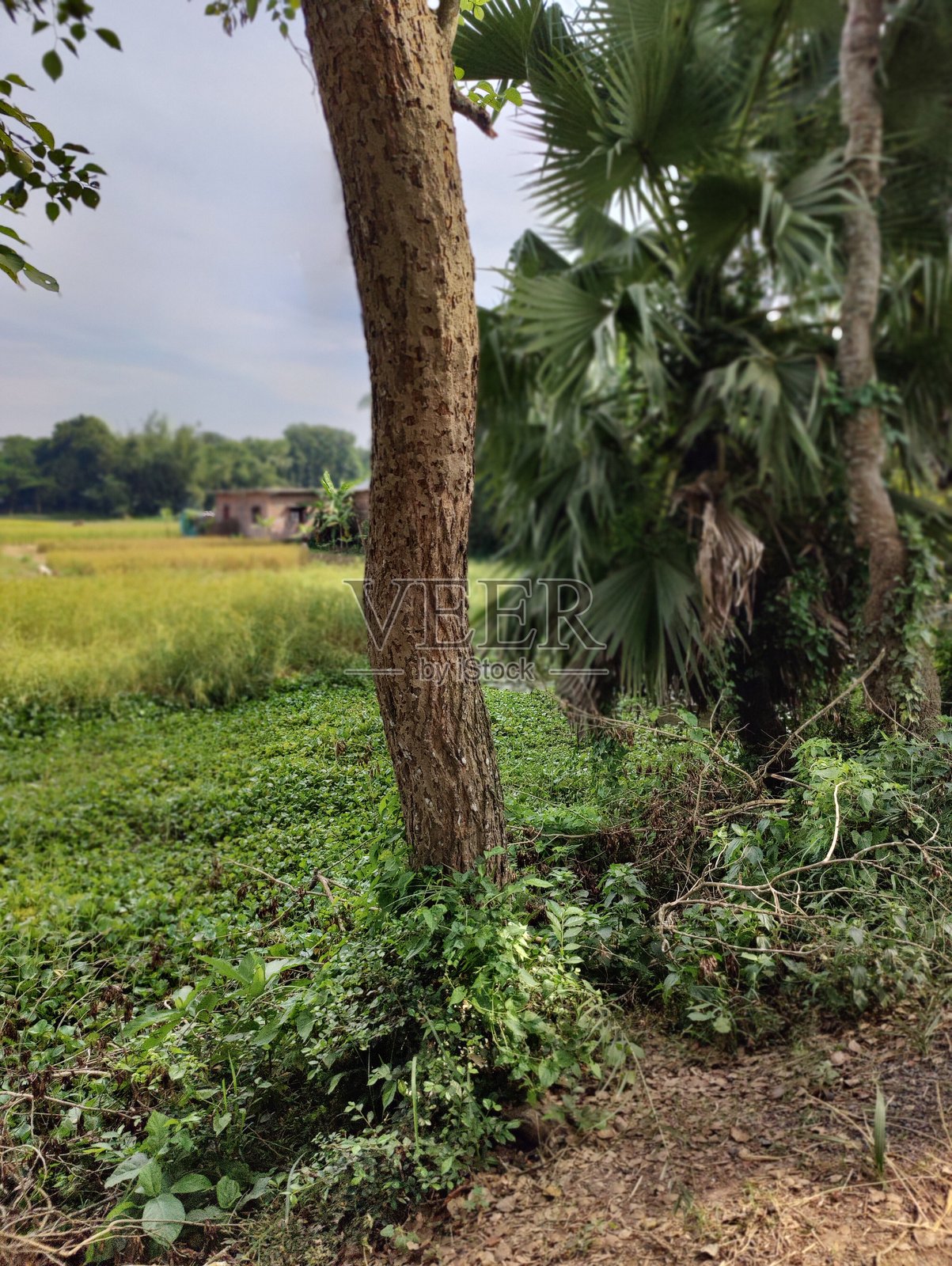 美丽的植物摄影，自然壁纸。绿色叶子，乡村文化。照片摄影图片