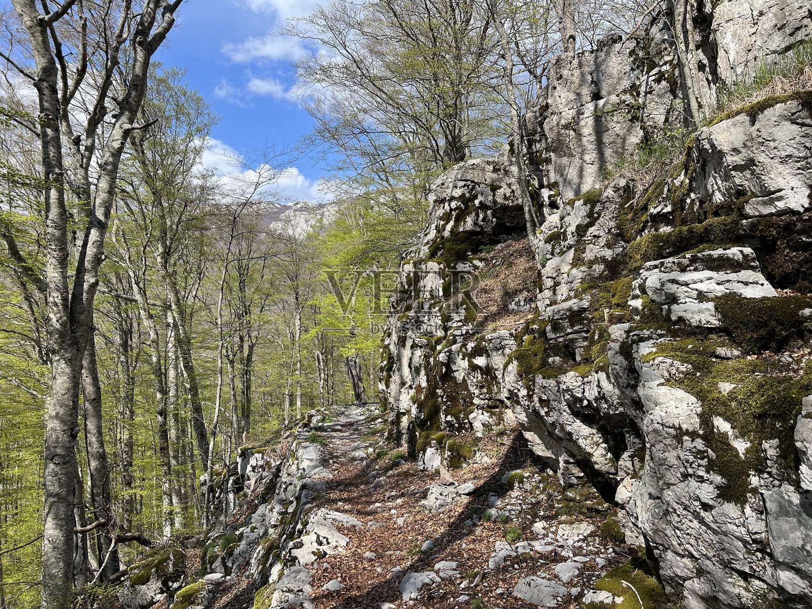 Premuzic徒步小径 - 克罗地亚维莱比特自然公园照片摄影图片
