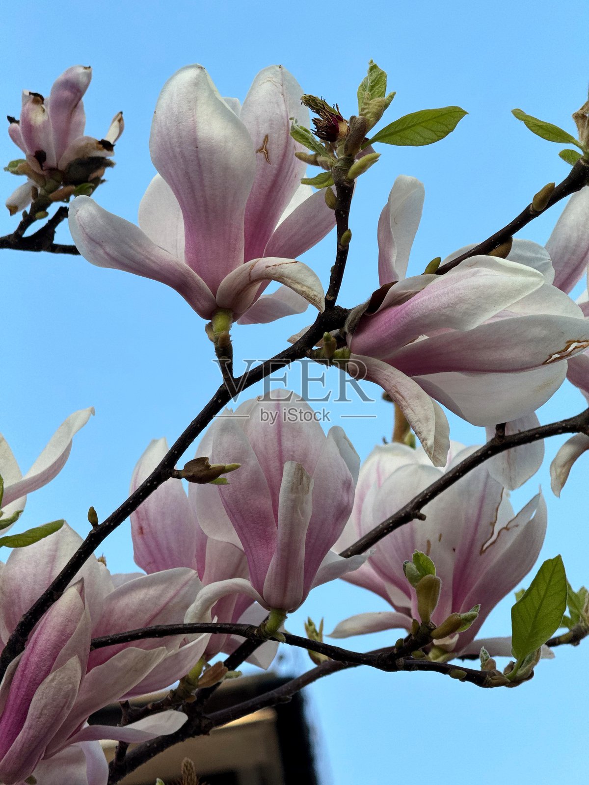 盛开的粉色玉兰树与蓝天相映。照片摄影图片