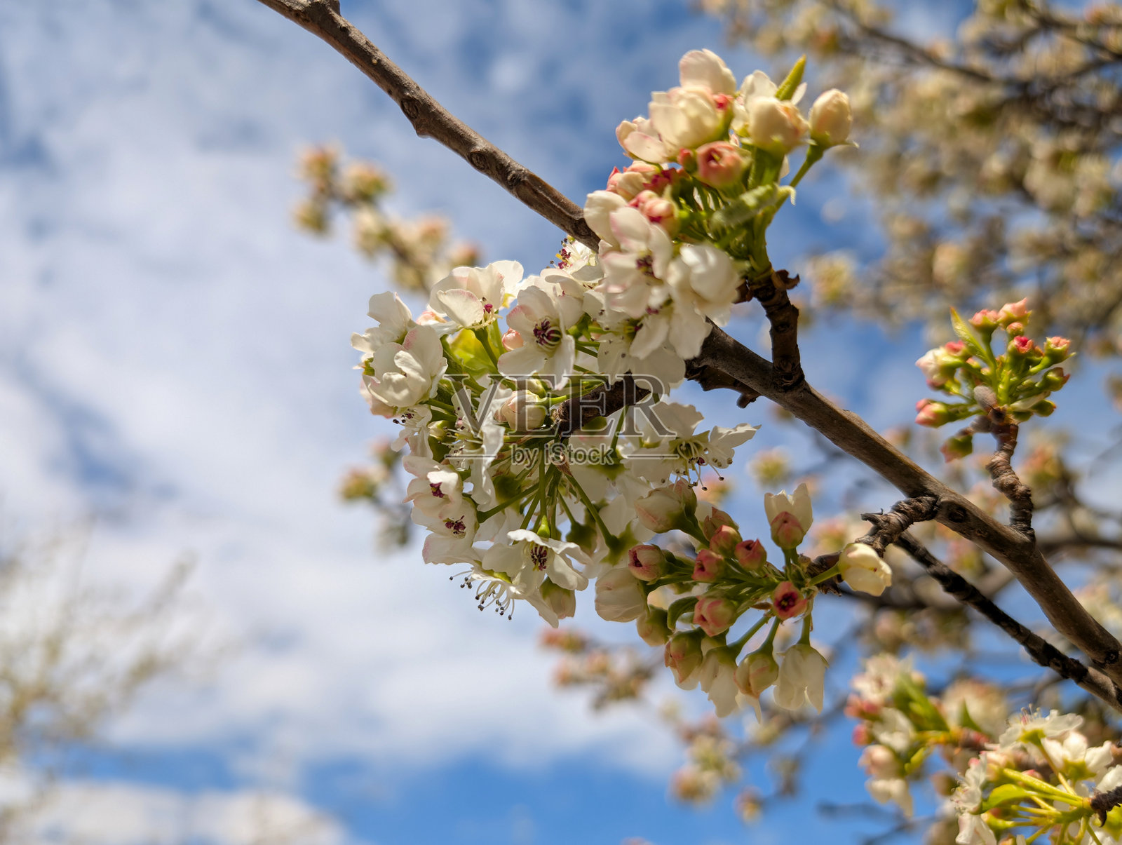 春天，清澈蓝天下美丽的开花树枝，盛开着细腻的白色花朵。照片摄影图片