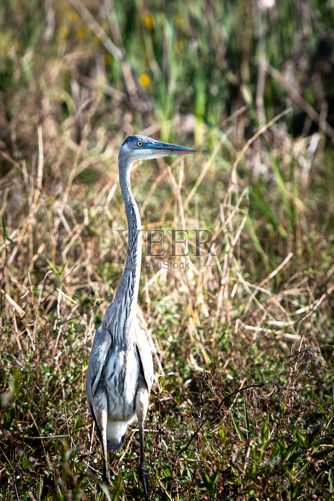 在佛罗里达州盖恩斯维尔的佩恩斯草原保护区，一只伟大的蓝鹭站在沼泽植物中。照片摄影图片