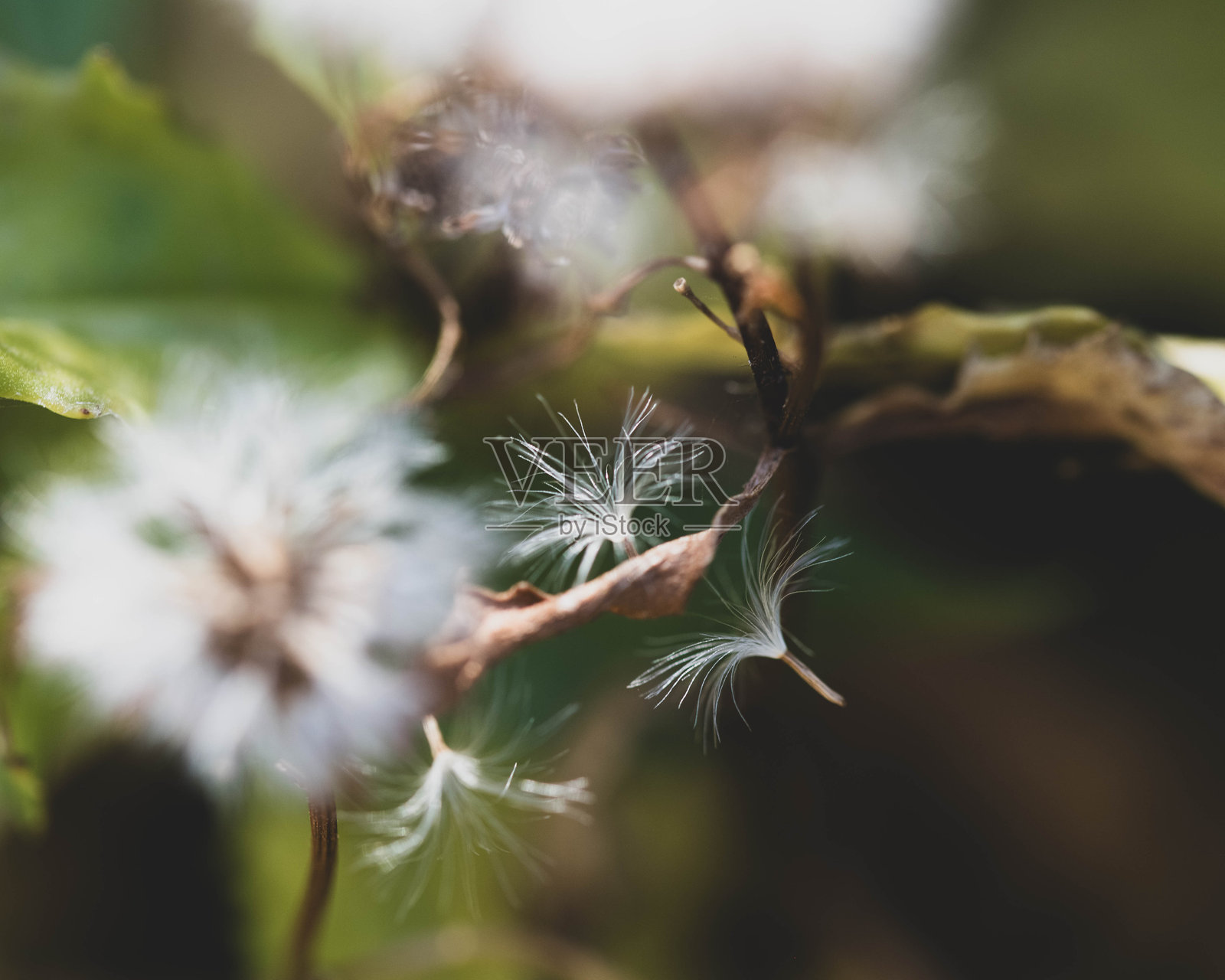 微距摄影照片摄影图片