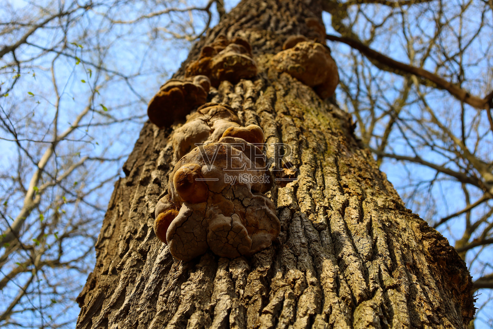 这张照片展示了一棵树干，上面生长着托伞菌。树皮粗糙，质感明显，菌类呈棕色，表面不平整。照片摄影图片