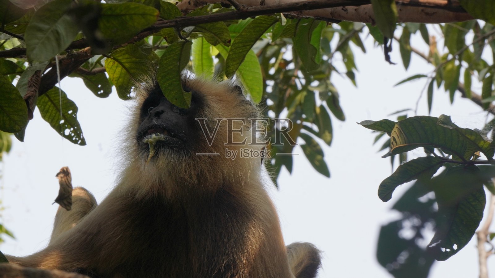 一只孤独的猕猴安静地坐在阳台上，细致地进食，长长的尾巴卷曲，警觉的眼睛充满神采。照片摄影图片