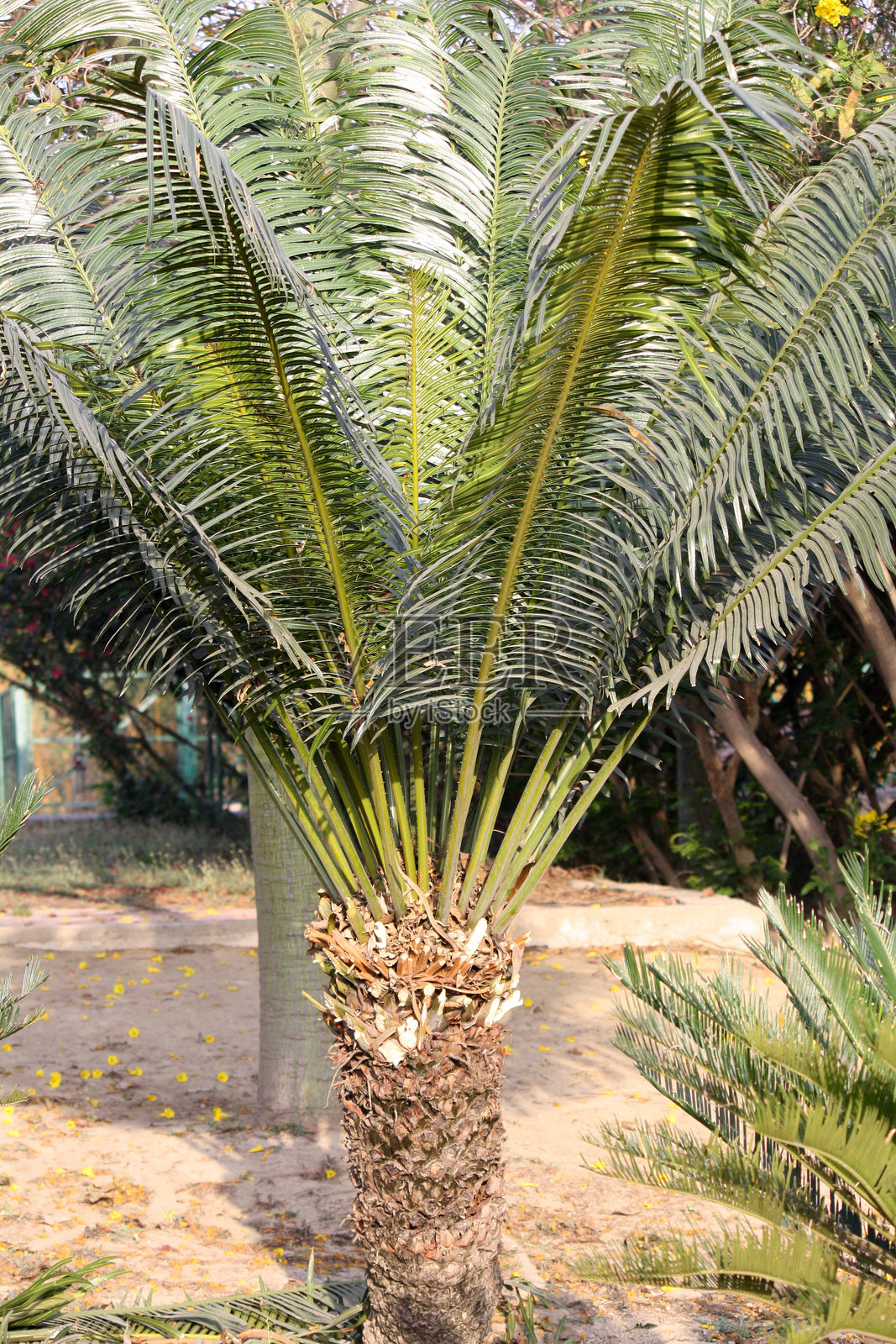 苏铁（Cycas revoluta）拥有一顶光亮的深绿色叶冠，生长在粗壮的毛茸茸树干上。照片摄影图片