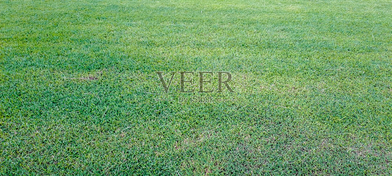 绿色草地用作背景或纹理照片摄影图片