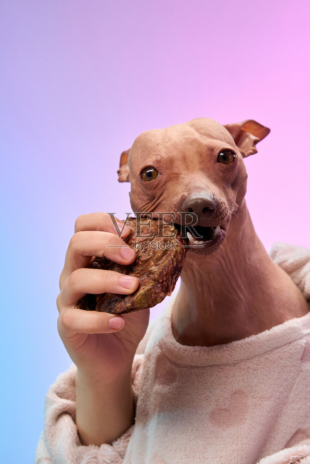 享受小吃的温馨气氛的猎犬照片摄影图片