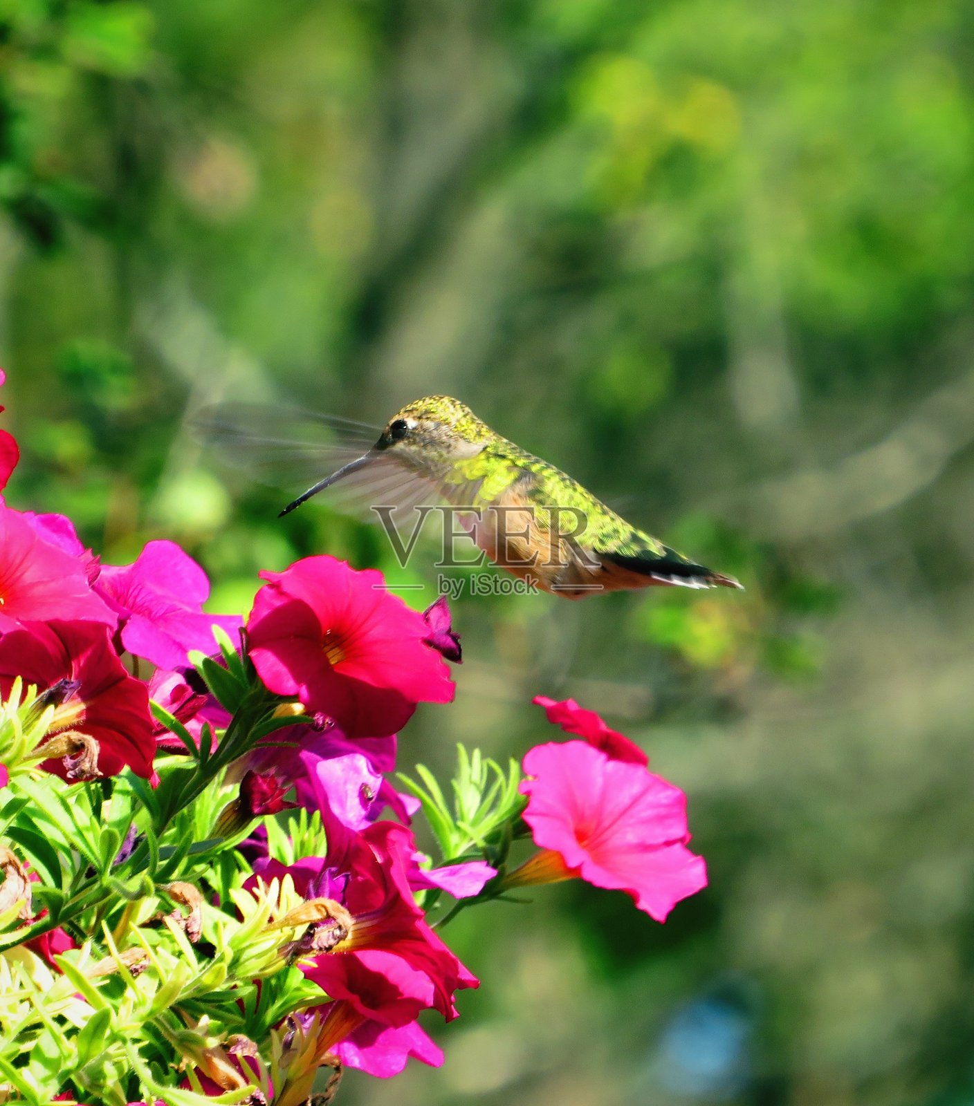 忙碌的蜂鸟在矮牵牛花园中照片摄影图片