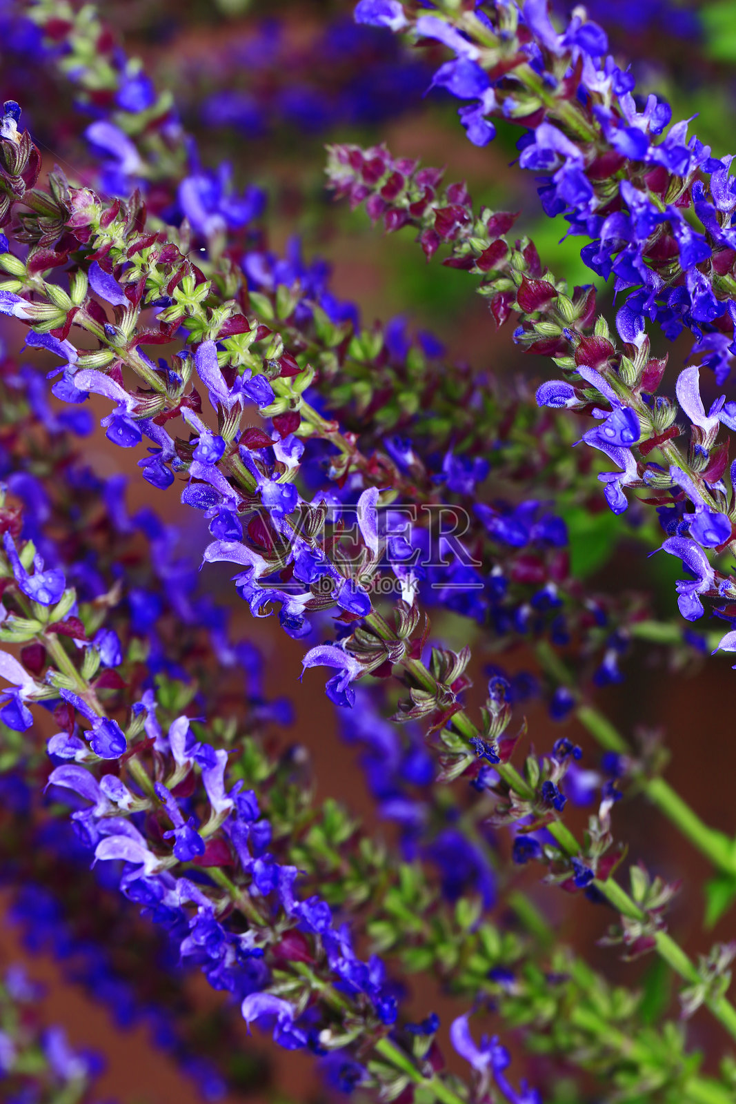 薰衣草的美丽照片摄影图片