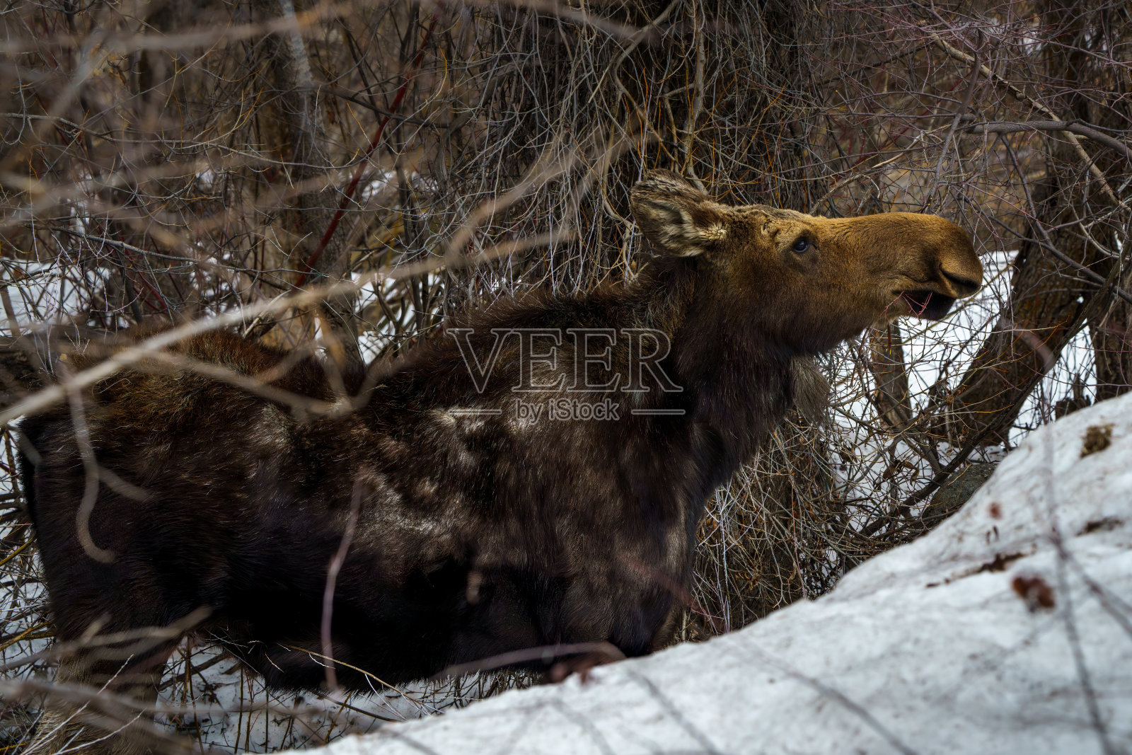 科罗拉多州的驼鹿照片摄影图片