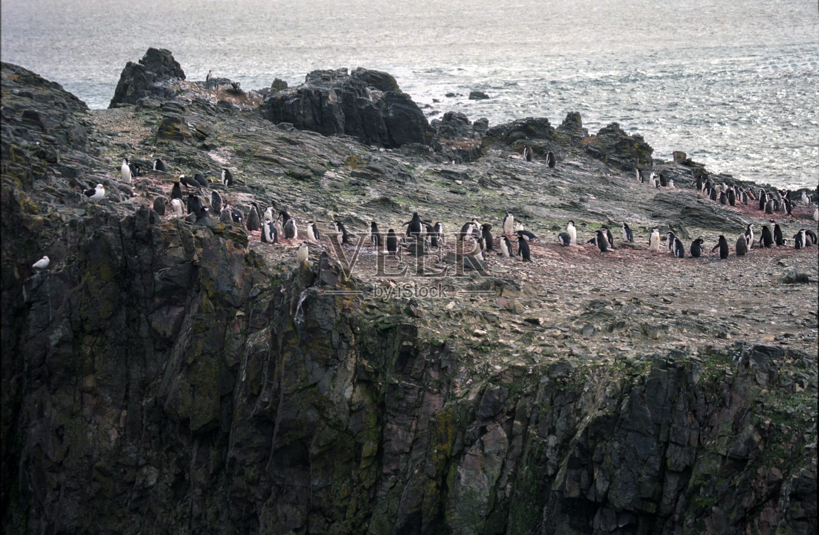 在利文斯顿岛汉娜角的一群尖嘴企鹅中照片摄影图片