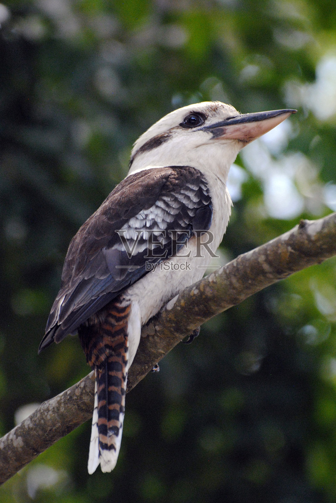 澳大利亚的树栖笑翠鸟（属：Dacelo）照片摄影图片