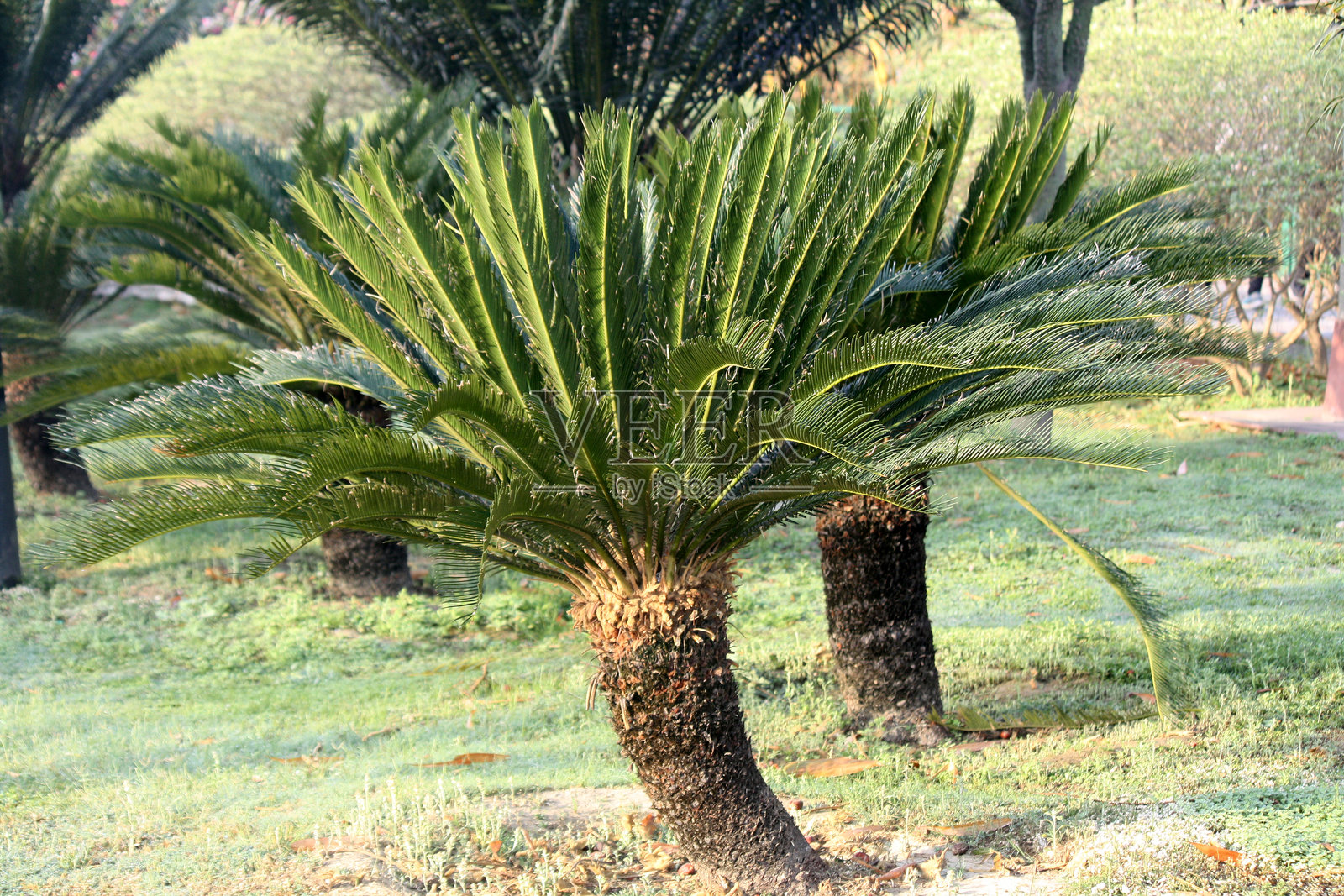 苏铁（Cycas revoluta）拥有一冠光亮的深绿色叶子，生长在粗壮的毛茸茸树干上。照片摄影图片