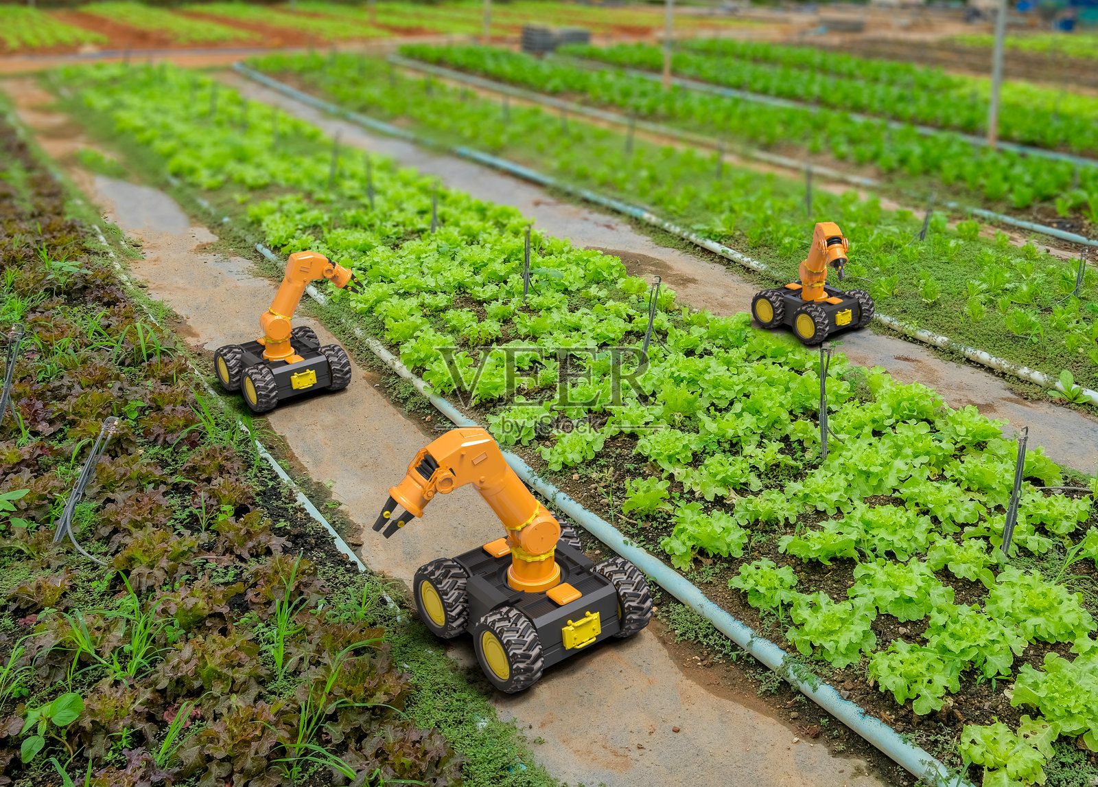 机器人手臂在农场收割生菜照片摄影图片