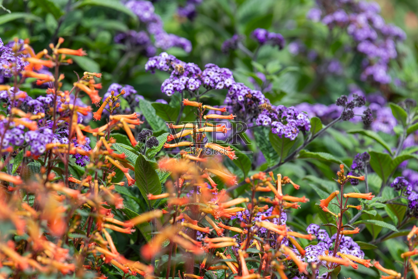 雪茄花（杯花）照片摄影图片