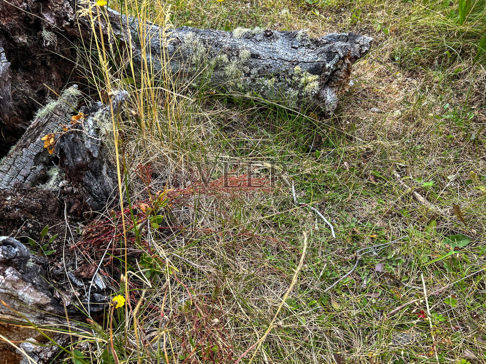 枯树照片摄影图片