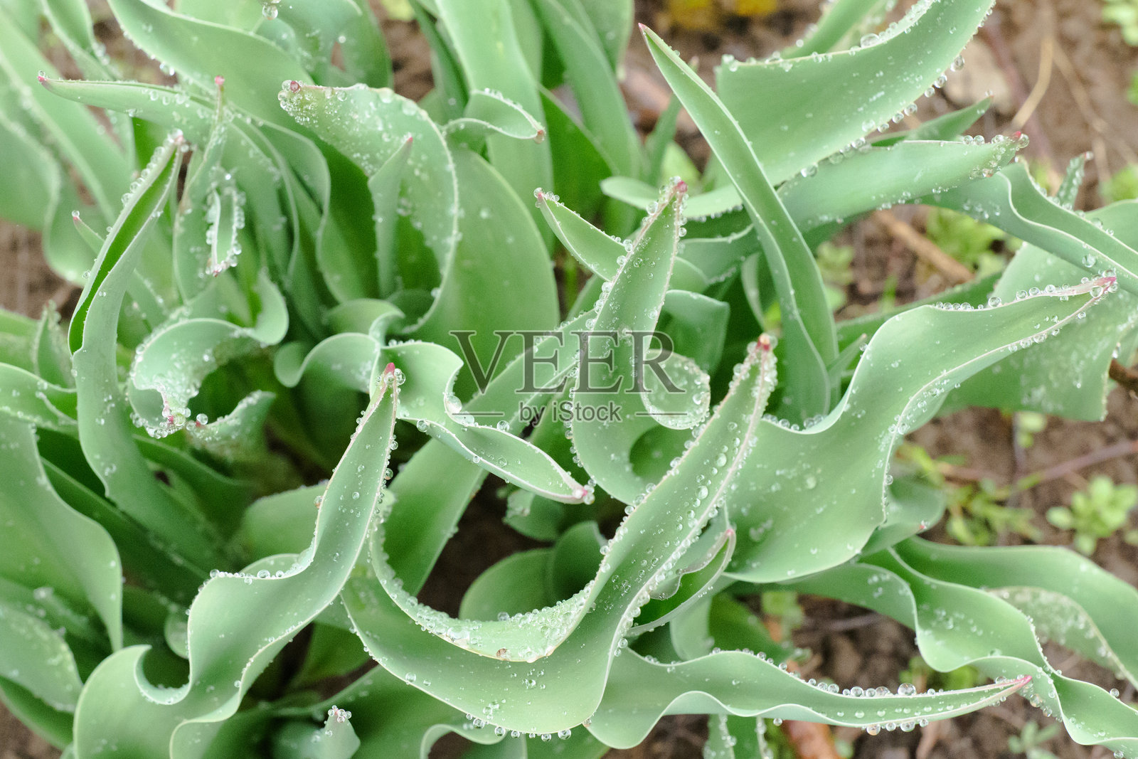 令人惊艳的翠绿色郁金香叶在郁郁葱葱的春季花园中蓬勃生长照片摄影图片