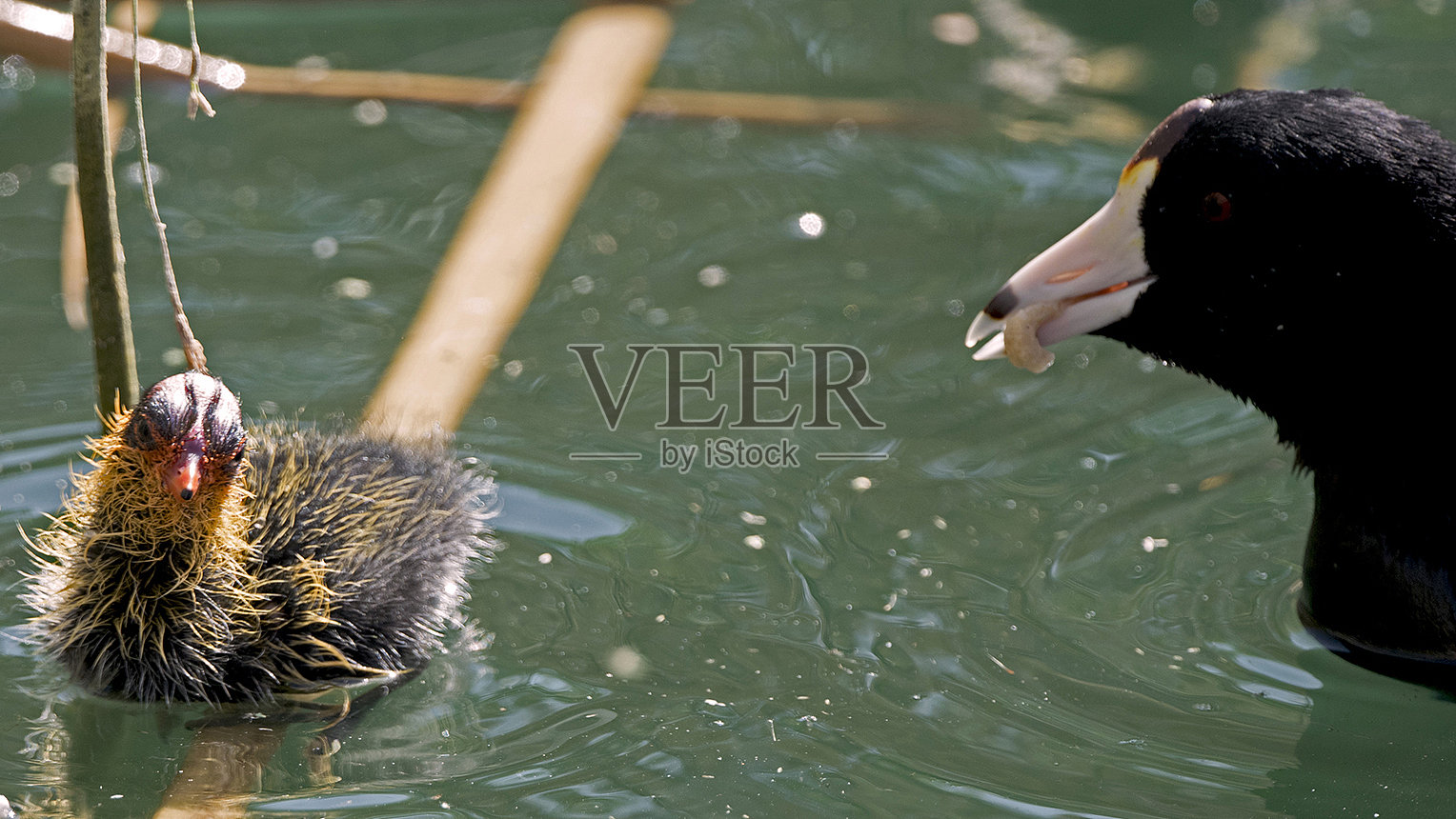 美国水鸡与其母亲的装饰性幼鸟照片摄影图片