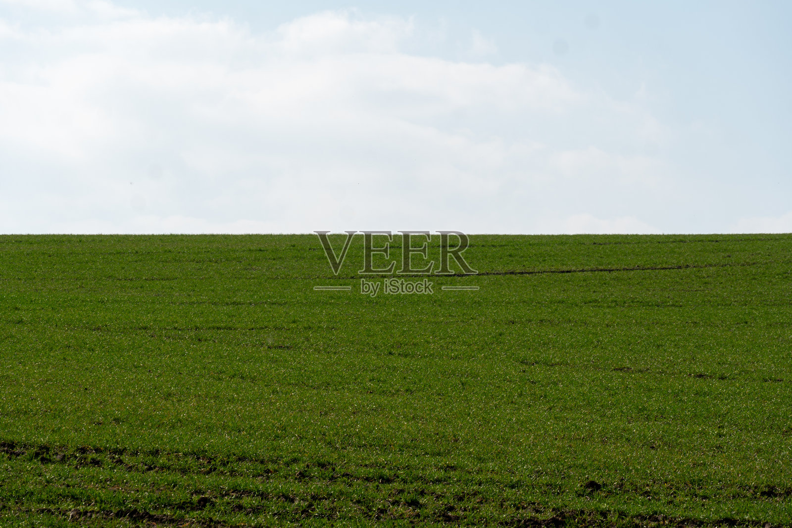 广阔的绿色田野延伸在风景中，沐浴在明亮的阳光下，展现出柔和的曲线和纹理，背景是蓝天和白云。照片摄影图片