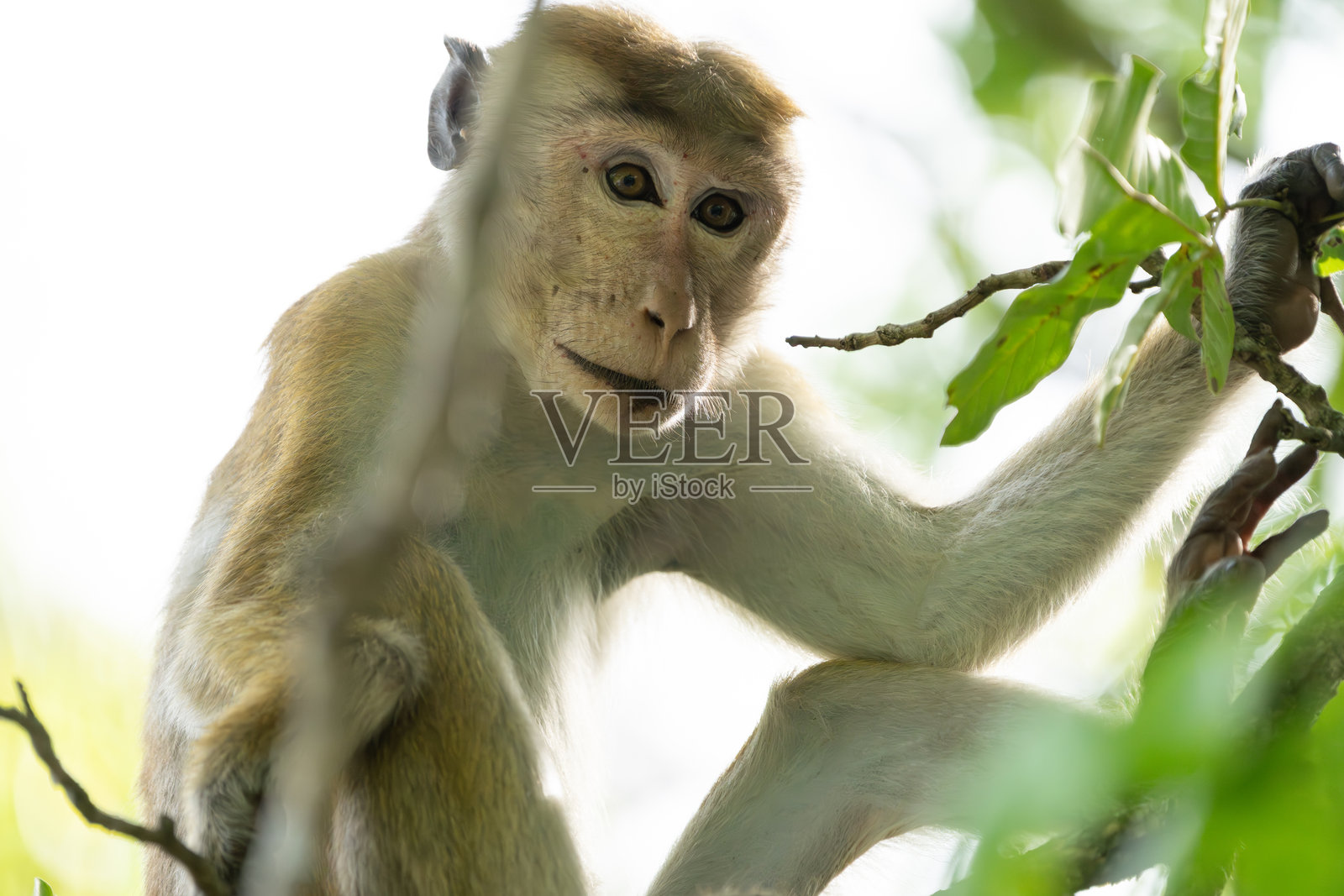 扭矩猕猴在树上的老世界猴照片摄影图片