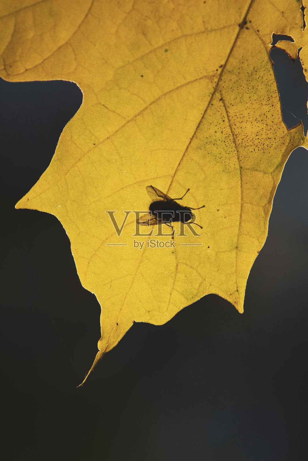 一只苍蝇的剪影停在黄色的叶子上。照片摄影图片