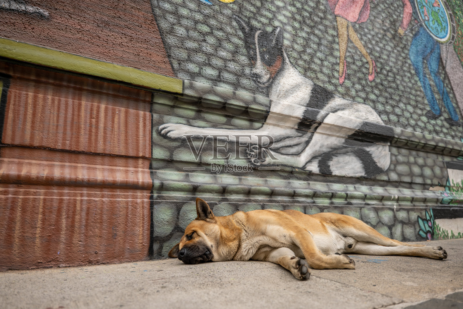 街头狗在色彩斑斓的墙壁壁画旁放松照片摄影图片