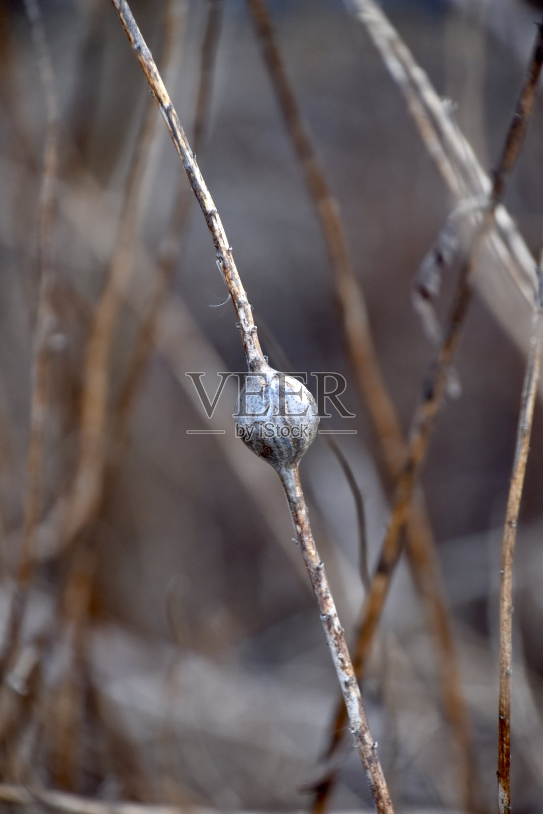 寒冬中的植物特写照片摄影图片