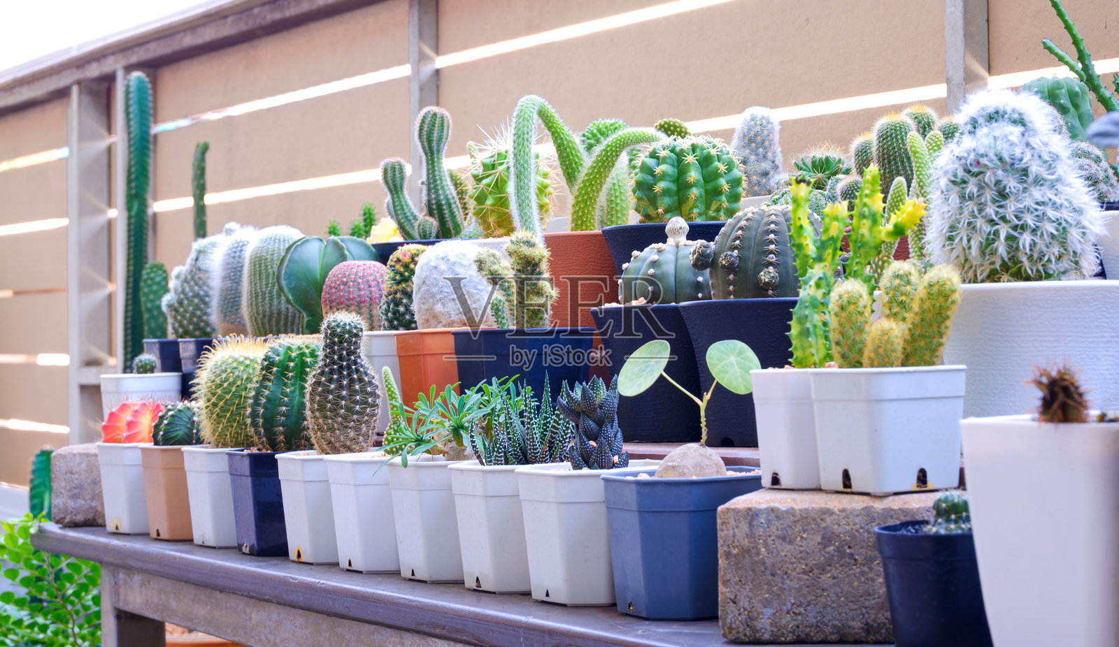 家居园艺区的木架阶梯上，排列着各种仙人掌植物，侧面视角。照片摄影图片