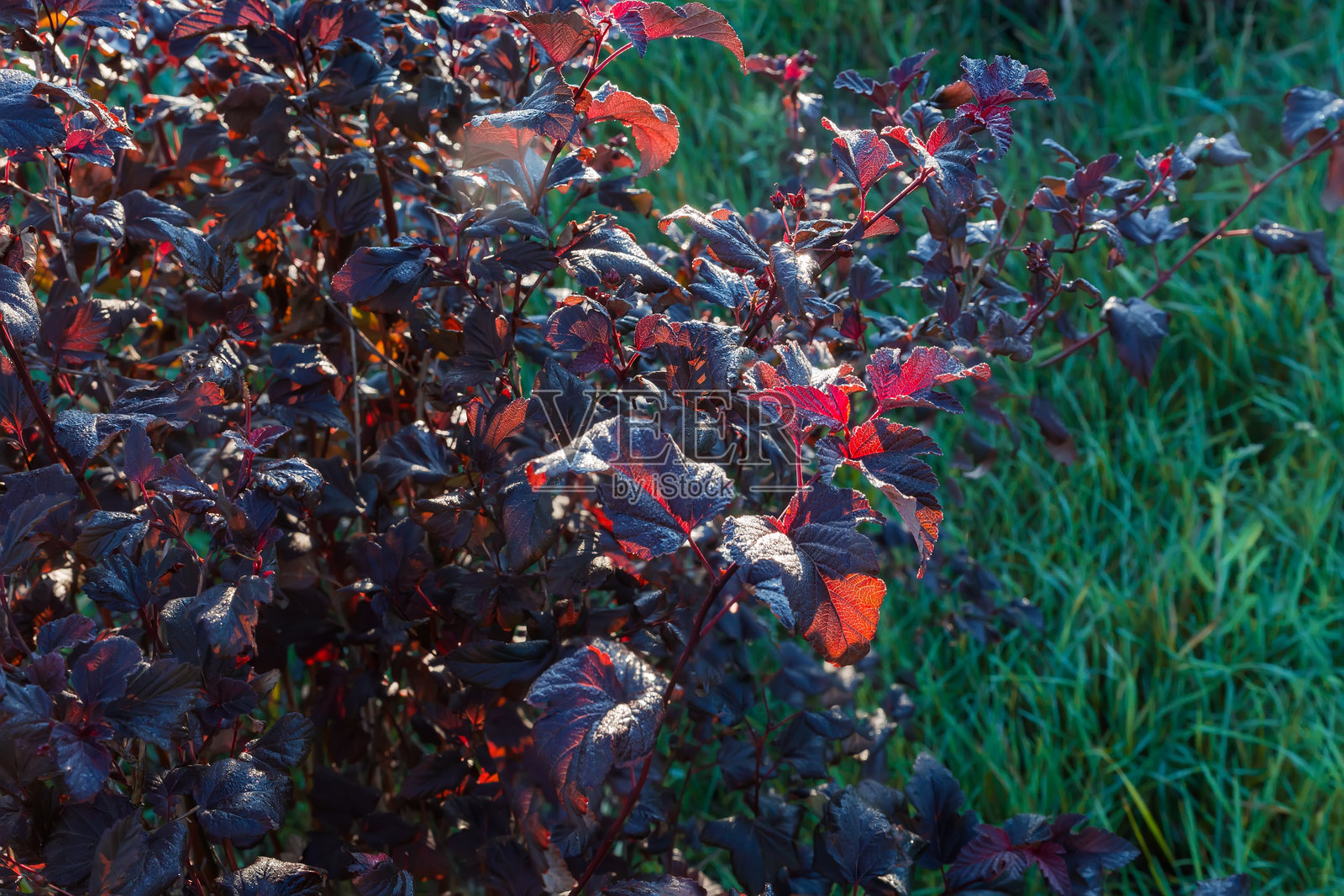 带露水的红叶观赏灌木，选择性对焦照片摄影图片
