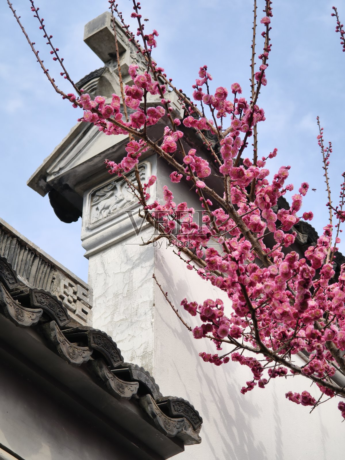 中国无锡的梅花照片摄影图片