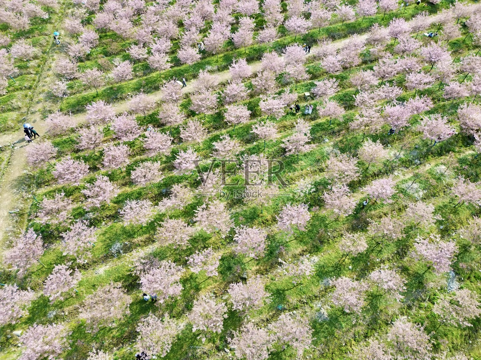 江苏省春季的花卉盛开照片摄影图片