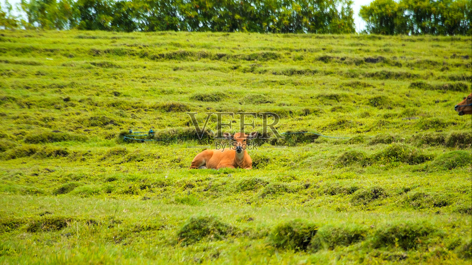 印尼的黄色野牛在绿色的田野上吃草照片摄影图片