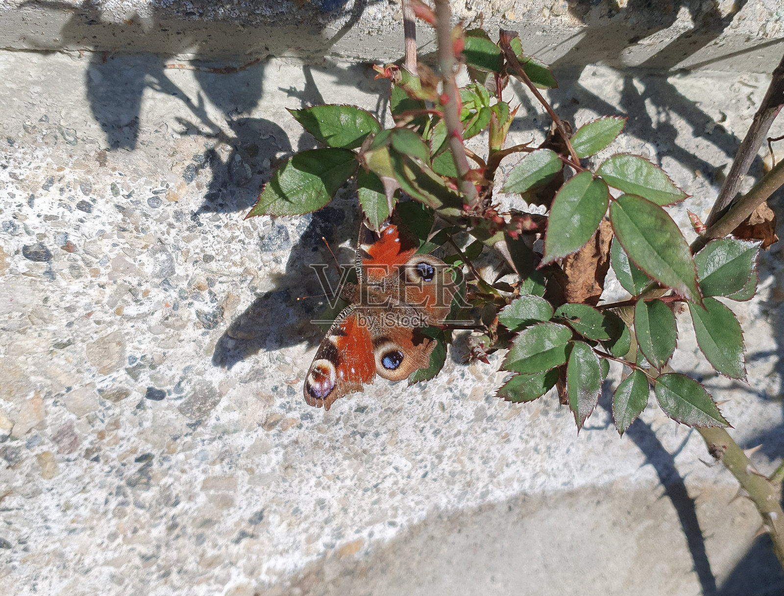 孔雀蝶 学名 Aglais io照片摄影图片