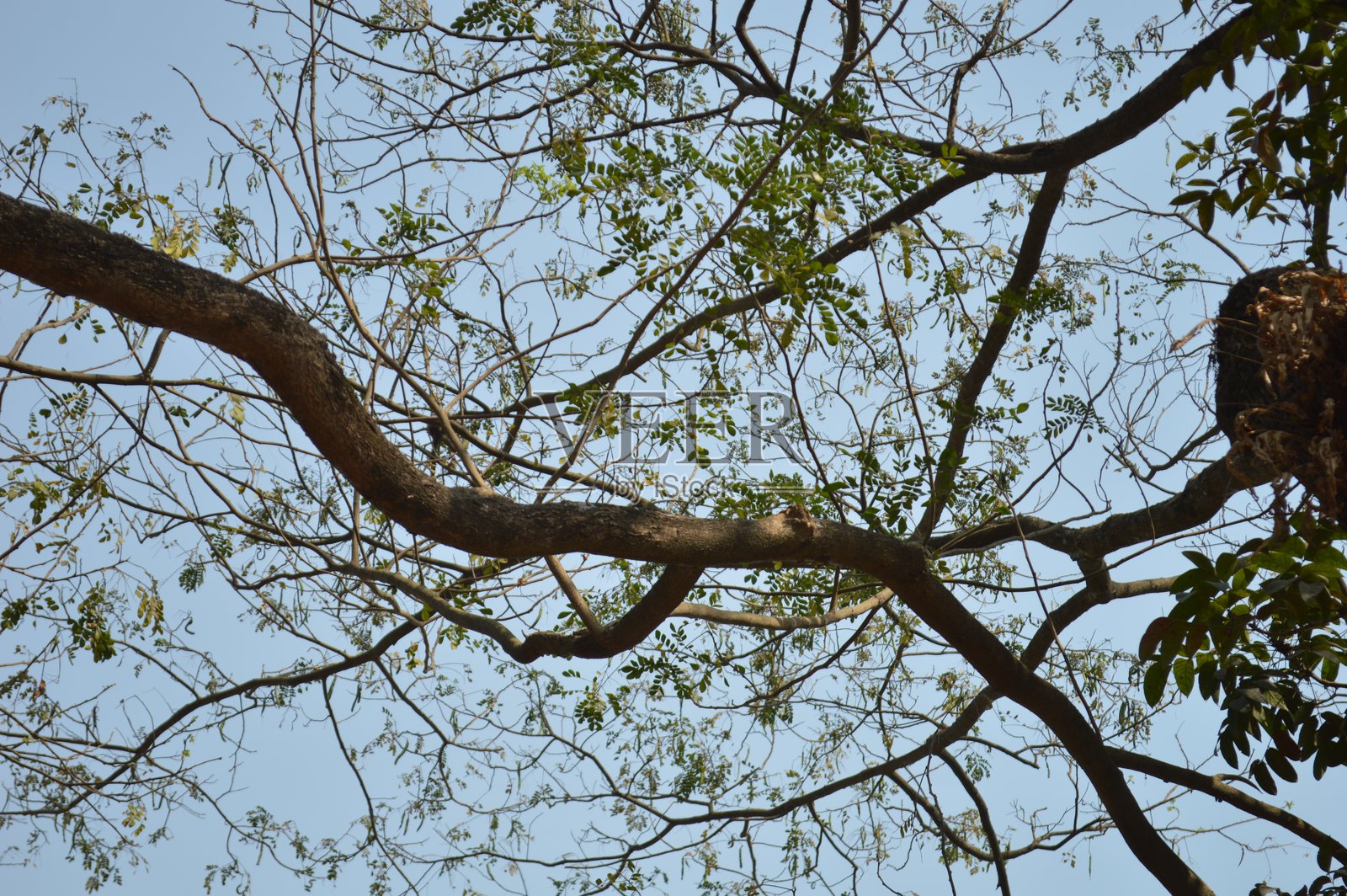 美丽的植物特写镜头，自然壁纸照片摄影图片