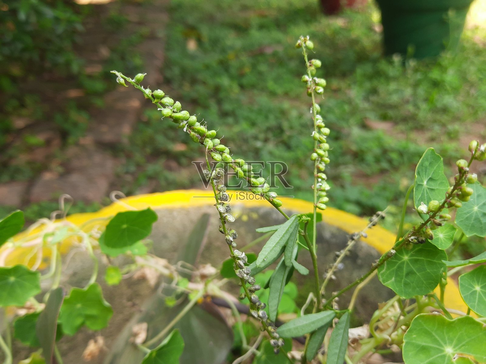 白花三叶草植物果实。照片摄影图片