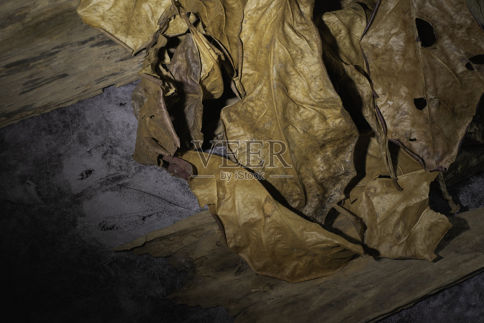 干枯的树叶照片摄影图片