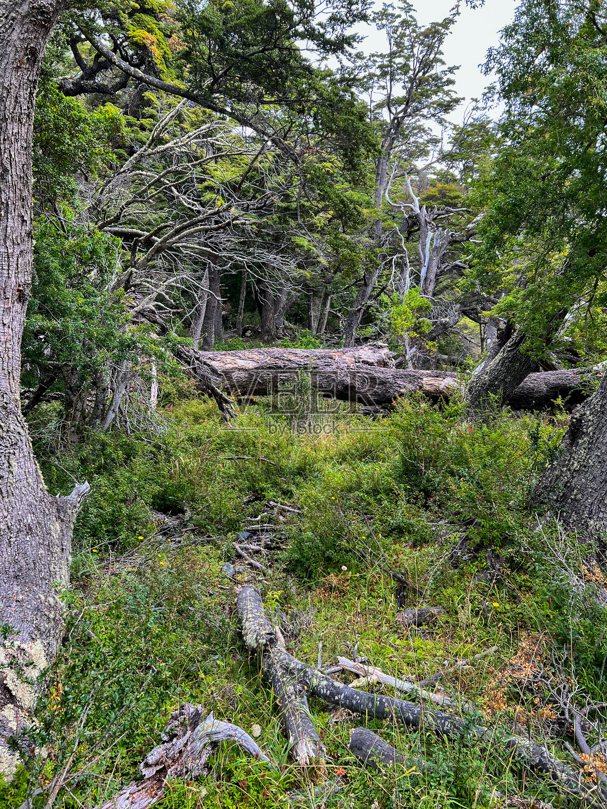 树木照片摄影图片